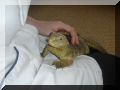 Lizard.jpg